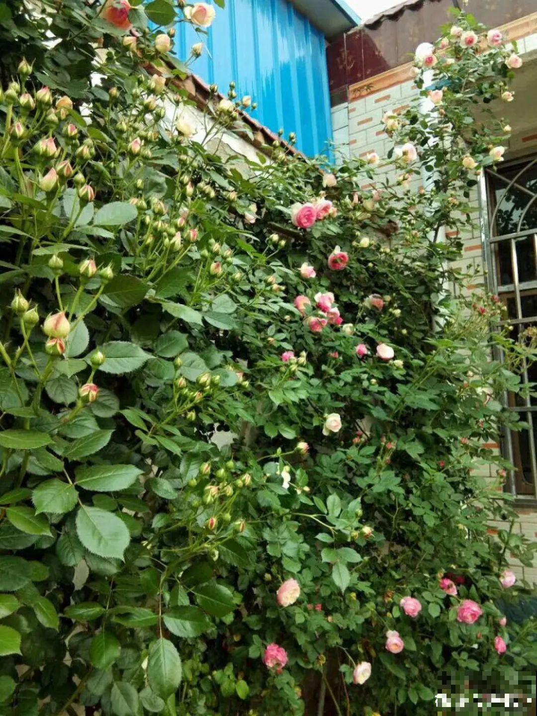 有院子的话，要种一整面花墙，呼呼开爆