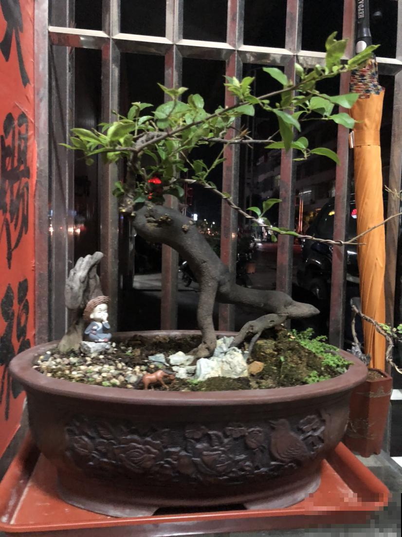 这些花当盆景能增值，越老越值钱，赶紧多种几盆！