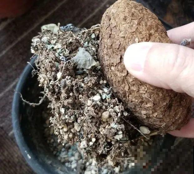 8种花开始慢慢睡醒了， 现在长得正旺，多浇水施肥， 开花更多！