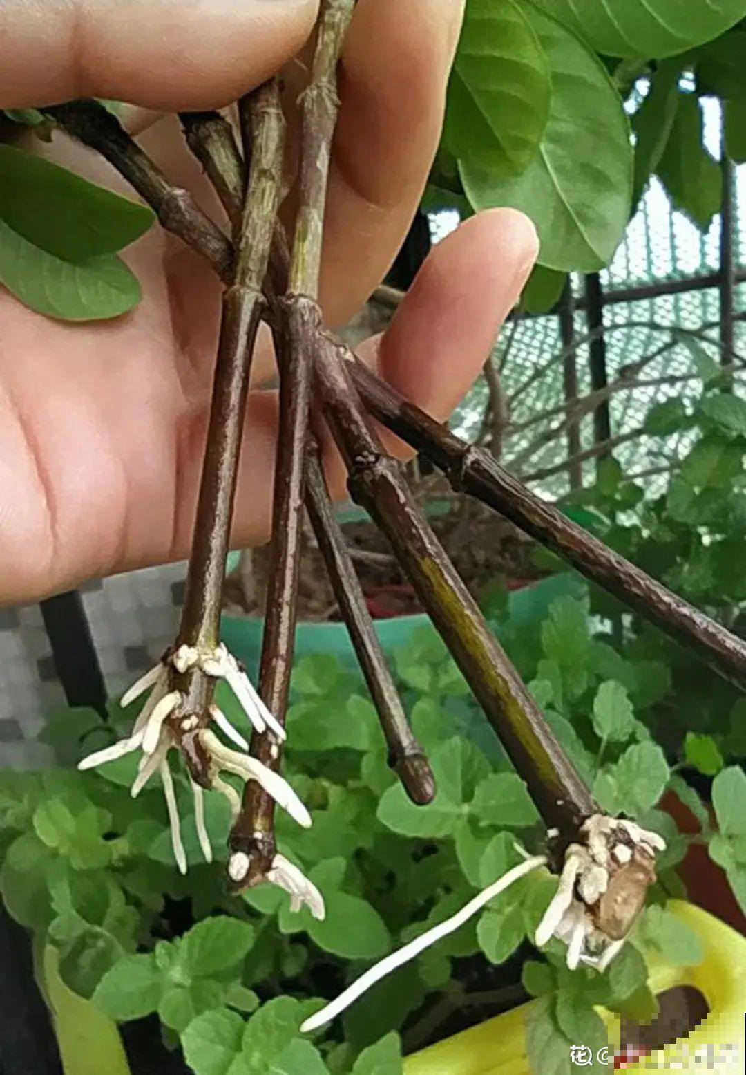 难度夏的8种花，赶紧扦插备份，再晚只剩盆了