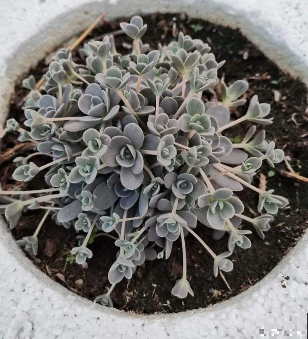 5种铺面多肉,沾土就活,迅速占满每一寸土地 5种铺面多肉,沾土就活,迅速占满每一寸土地