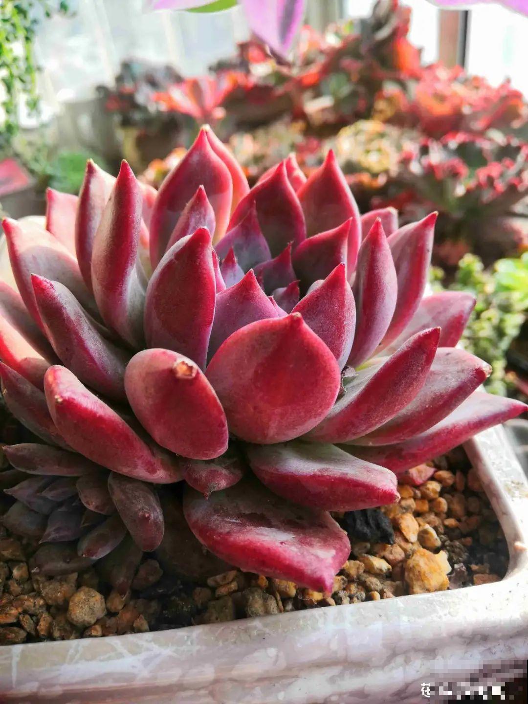 春天的多肉，长成一把大大扇子，看着就是爽