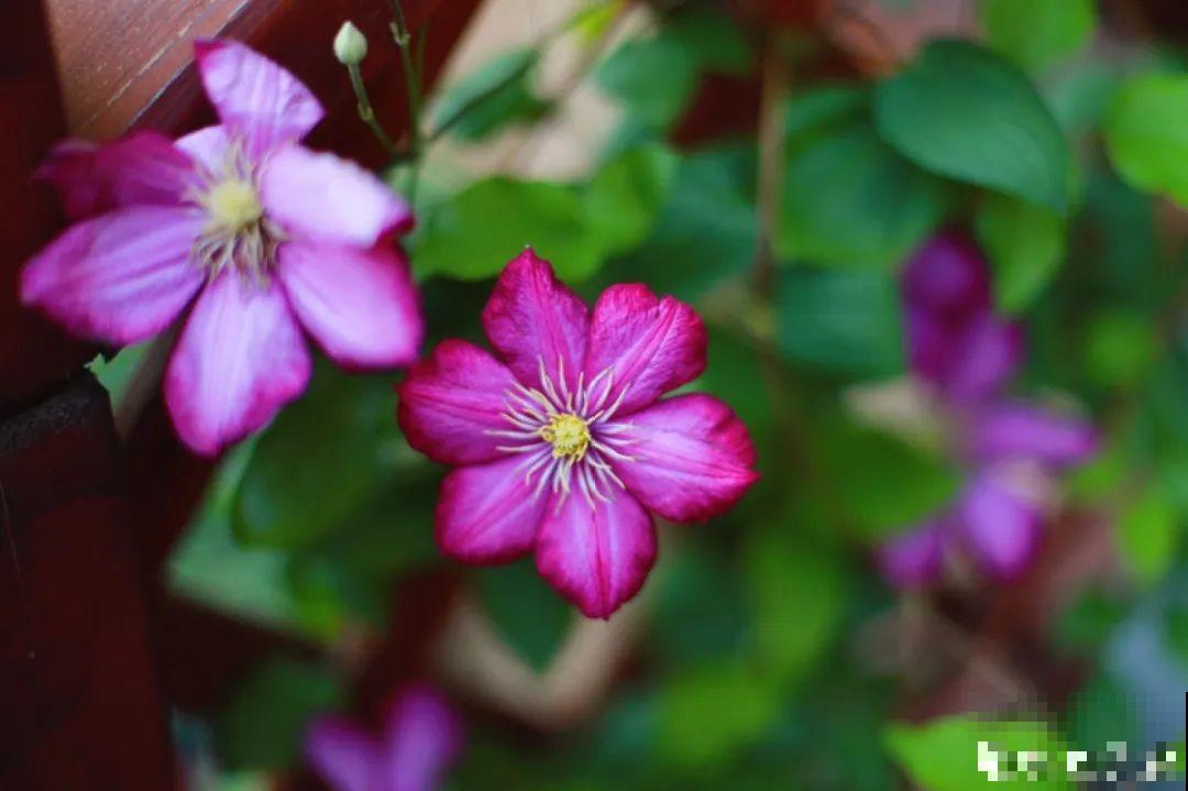 自己建个花园，希望能有一块地，安静思考，静静赏花