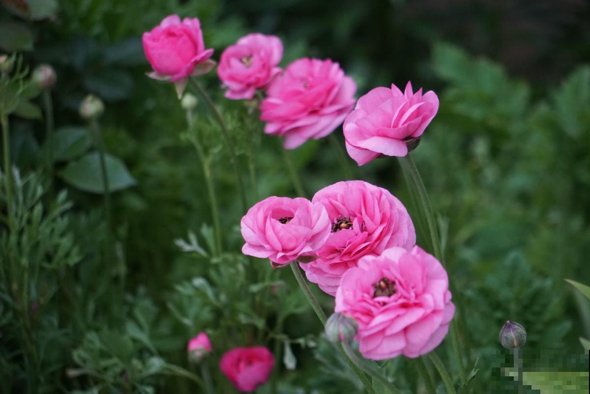 一种花被称作“小牡丹”，叶子像芹菜，4、5月开得正盛