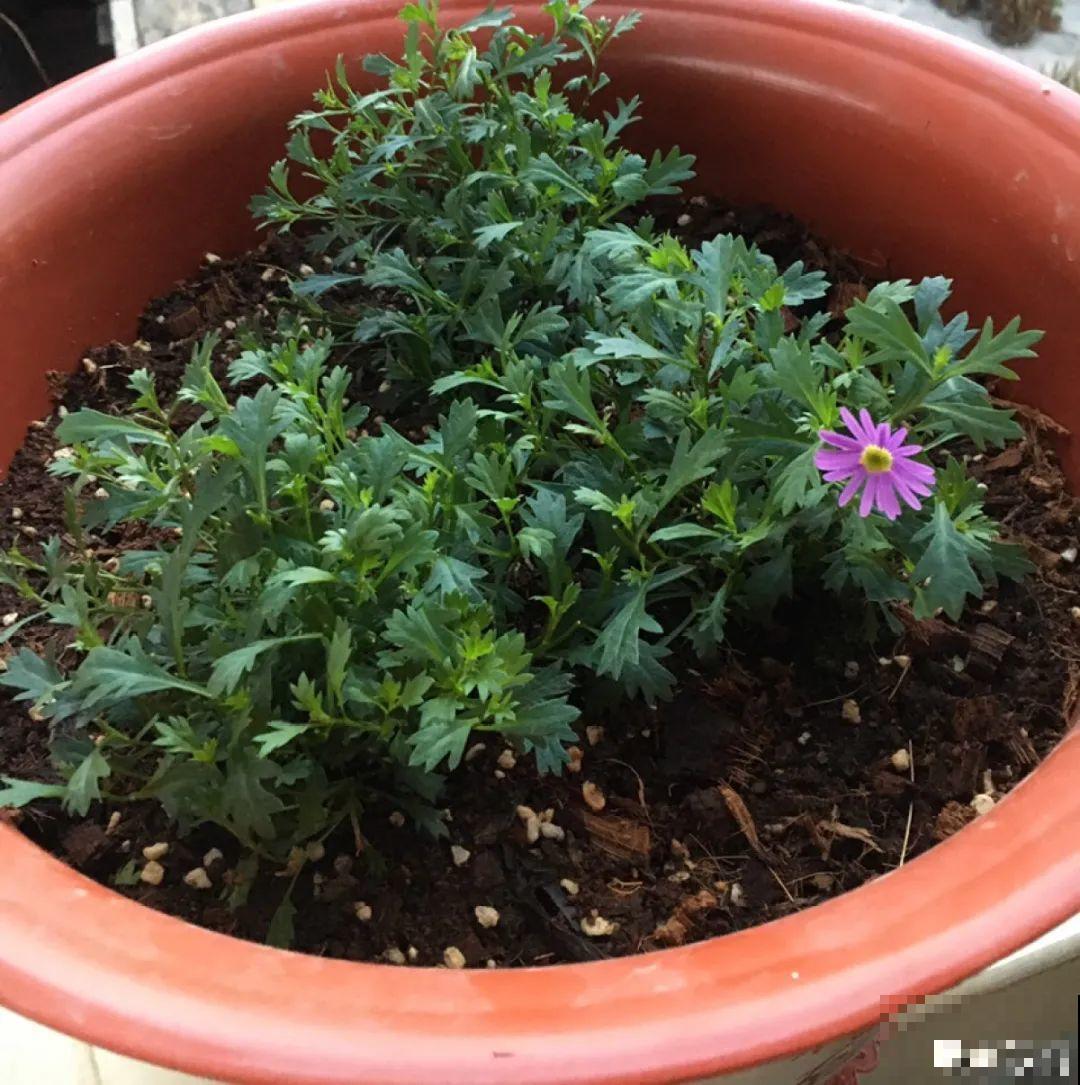 春天给花修剪,花才能呼呼开,俩月开爆盆 春天给花修剪,花才能呼呼开,俩月开爆盆