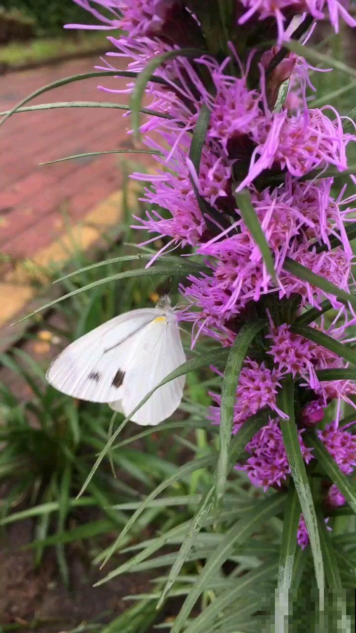 庭院里养些直立植物，院子层次感增强，搭配起来更好看