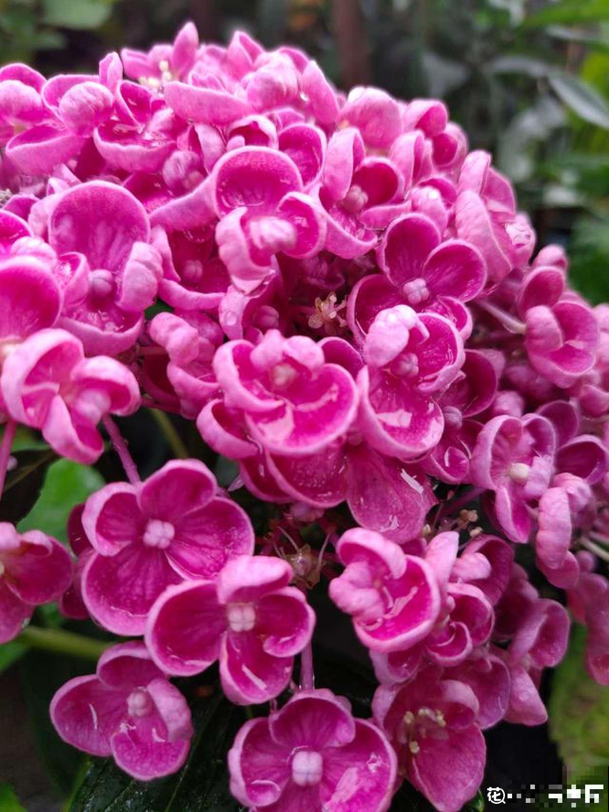 绣球最受欢迎的品种，春天种一棵，耐阴开花多