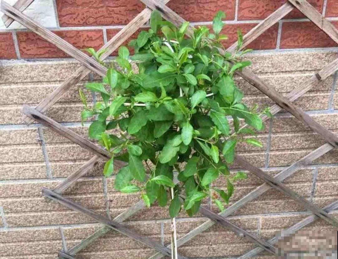 5年的马齿苋，长成“一棵小树”，真头一回见