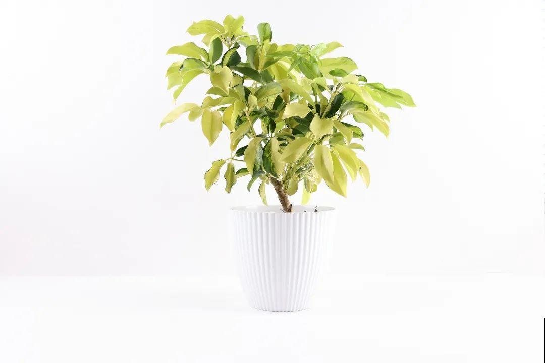 家里的绿植特高大，像是进了热带雨林，热气都跑光了