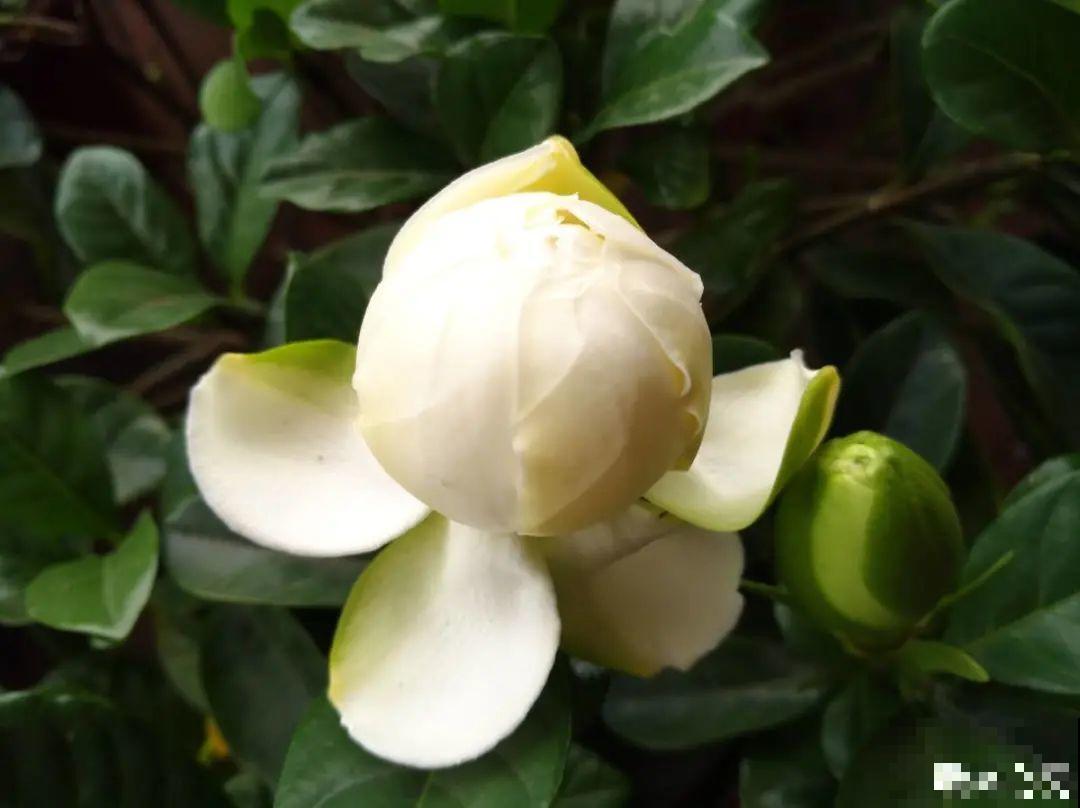 花市里买花,巧认识“激素苗”,买花不上当 花市里买花,巧认识“激素苗”,买花不上当