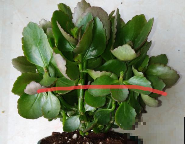 7种“落地生根”花,春天多插几棵,成活率特别高 7种“落地生根”花,春天多插几棵,成活率特别高