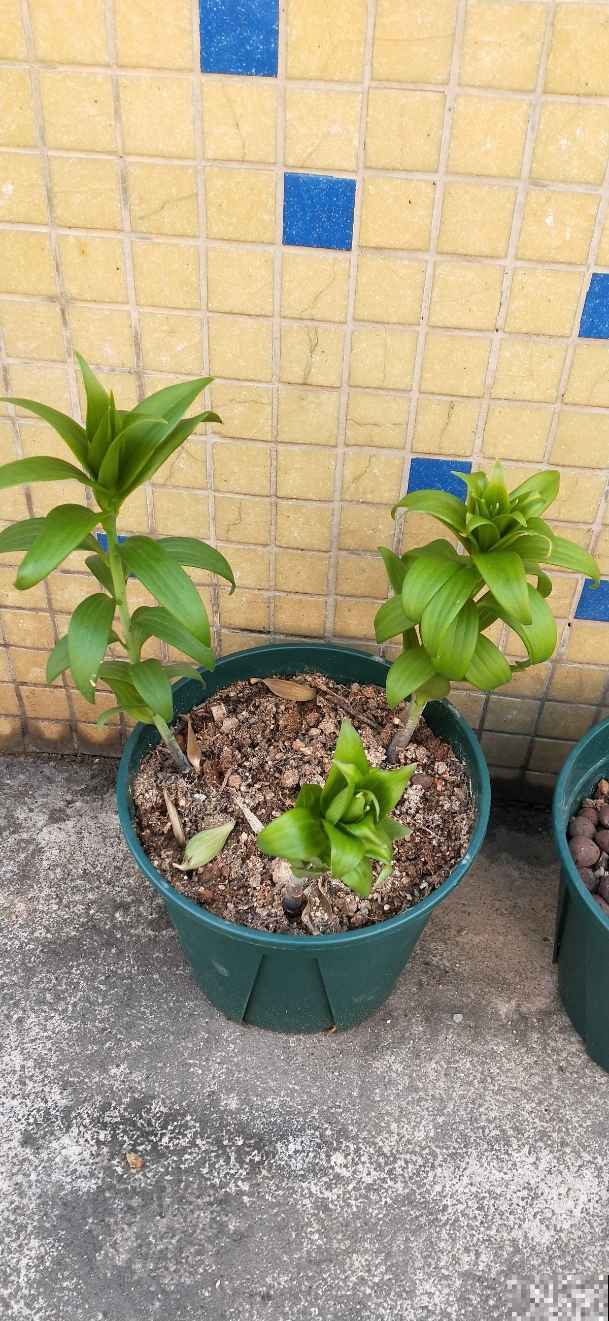 土壤板结,加这2样东西,土变疏松还肥得流油! 土壤板结,加这2样东西,土变疏松还肥得流油!