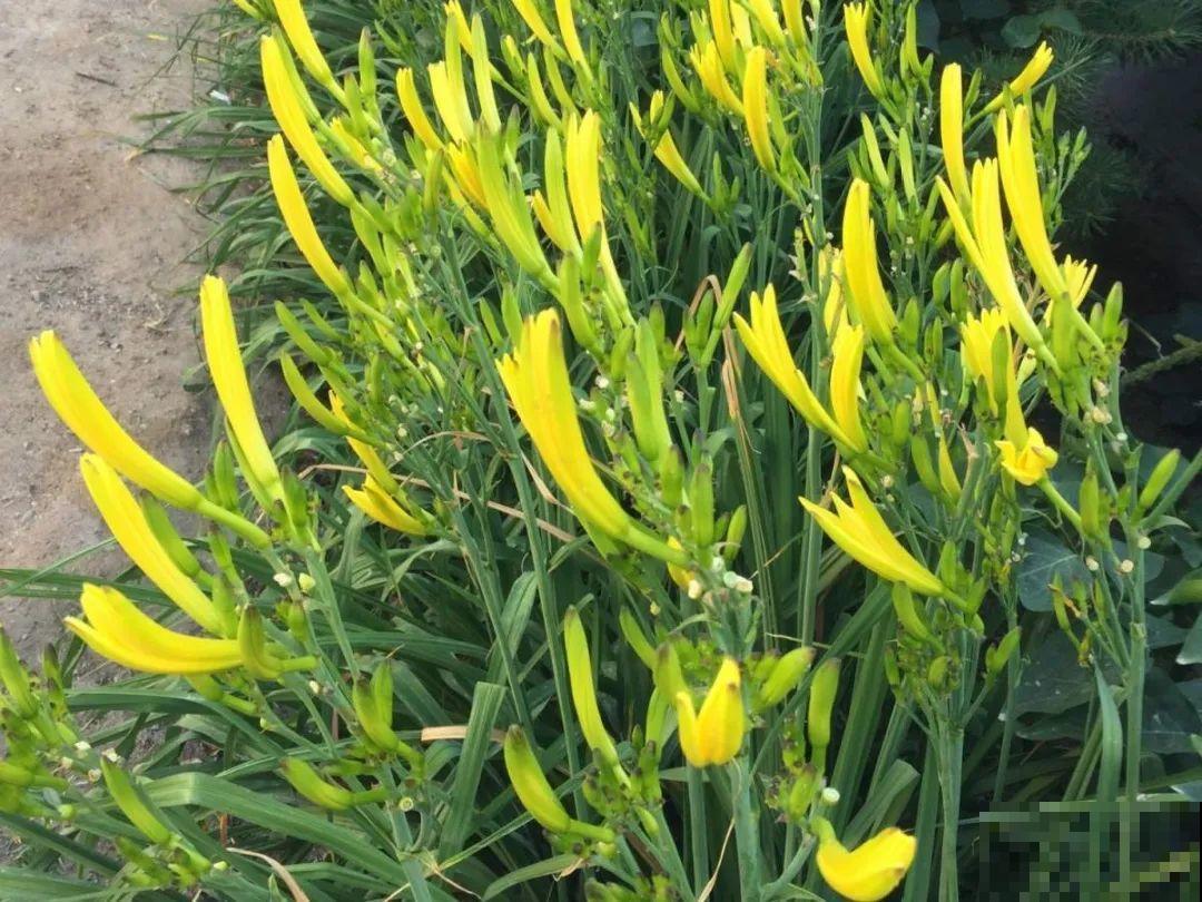 5月出门,收下这份百花图谱,啥花都能叫上名! 5月出门,收下这份百花图谱,啥花都能叫上名!