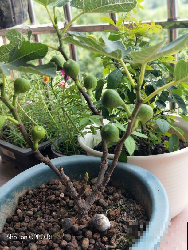 路边捡的无花果枝条，插土里很快生根，一年时间就能结果