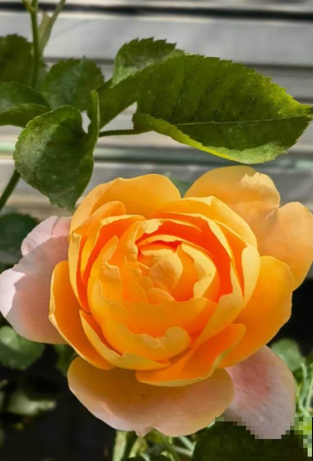 月季的水培技巧，轻松养出花来，这下水中也能“捞月”了！