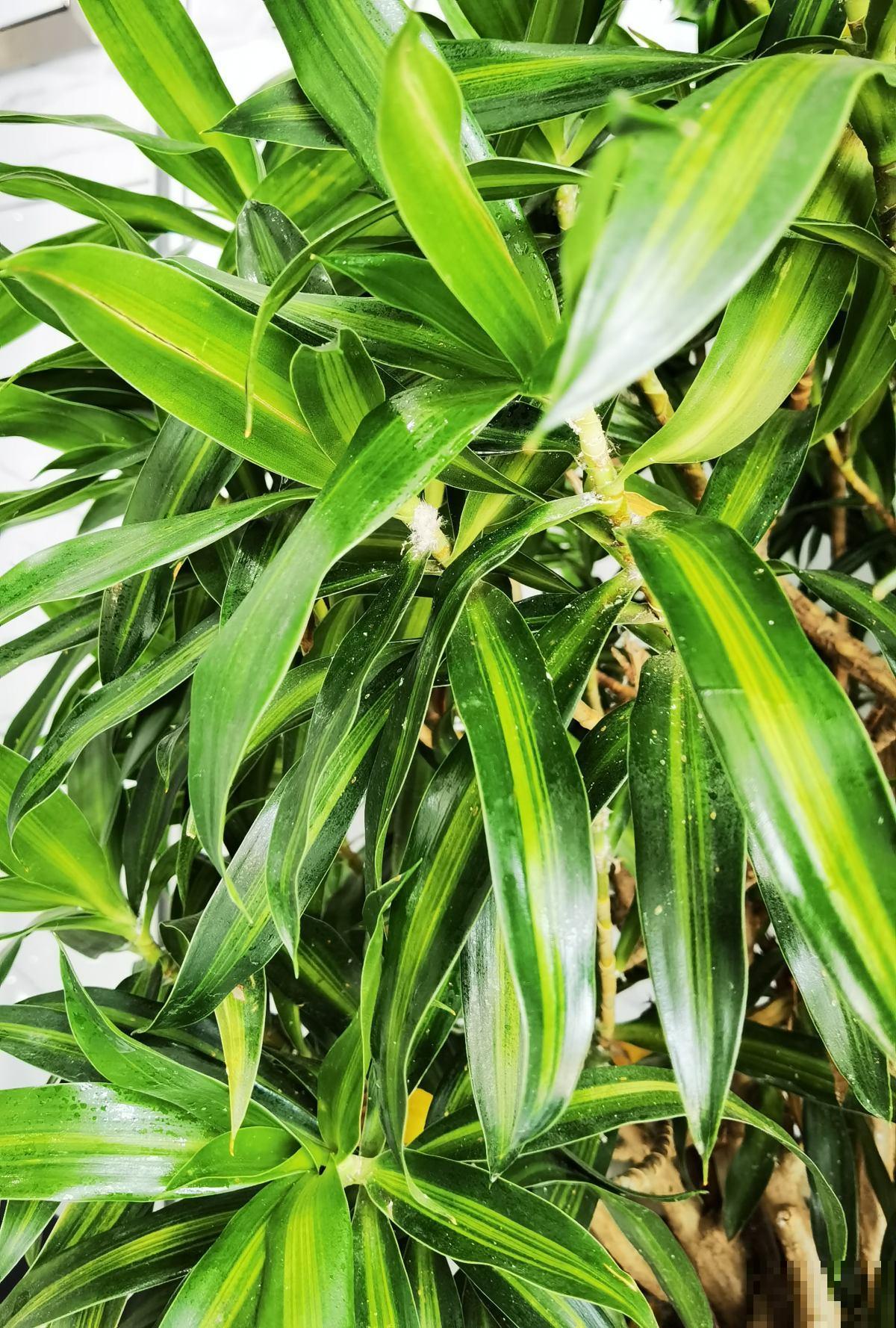 富贵的“堂兄弟”，个个颜值高，还特别好养活