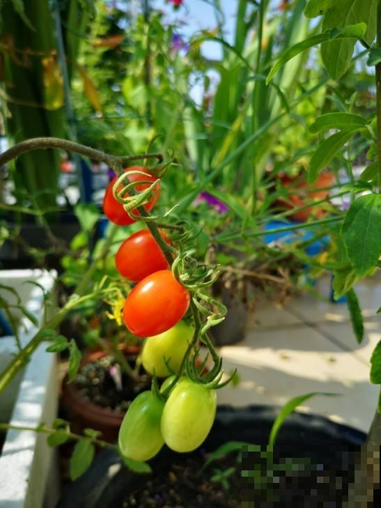 开春在家种点菜，长势超快，省下买菜钱