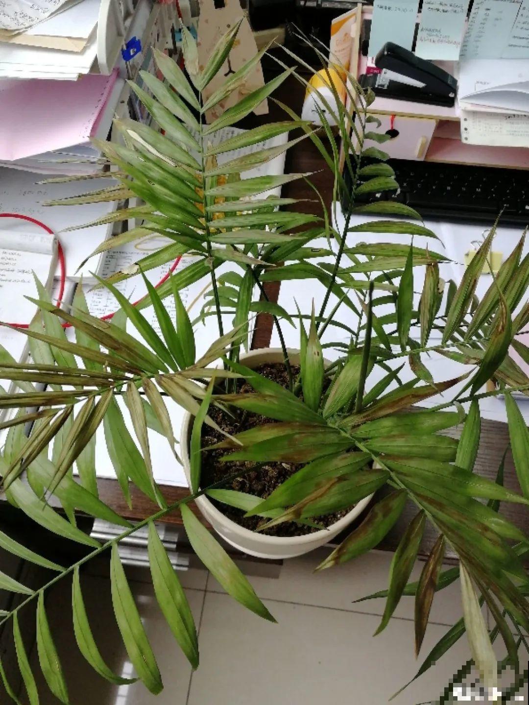 夏天怕晒的花,赶紧搬到阴凉地儿,再晒成枯杆了 夏天怕晒的花,赶紧搬到阴凉地儿,再晒成枯杆了