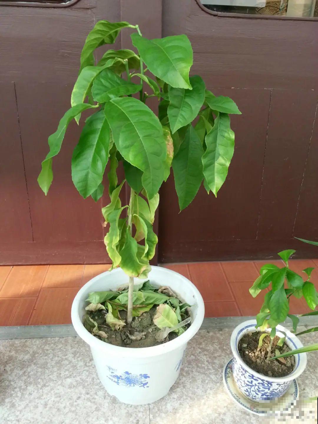 玉米棒子插水里，比绿植长得快，长成清新小盆栽