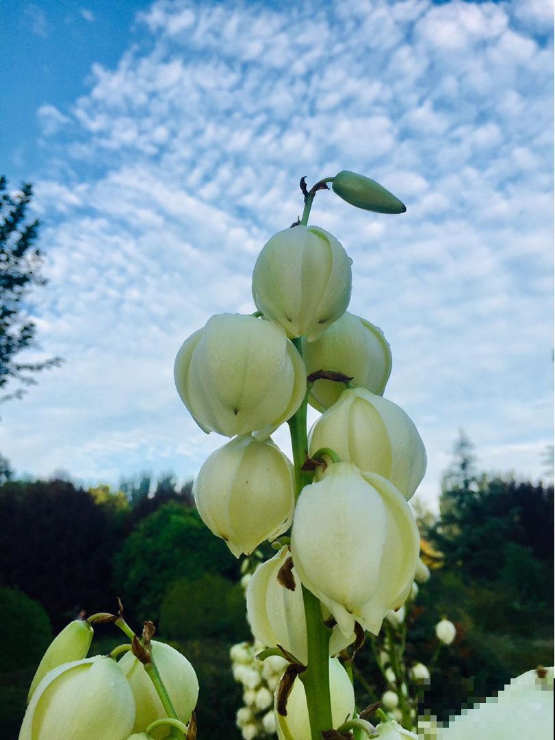4种“长寿花”，堪称“万岁爷”，最老一棵12000岁