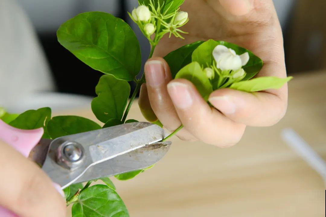 春天给花修剪,花才能呼呼开,俩月开爆盆 春天给花修剪,花才能呼呼开,俩月开爆盆
