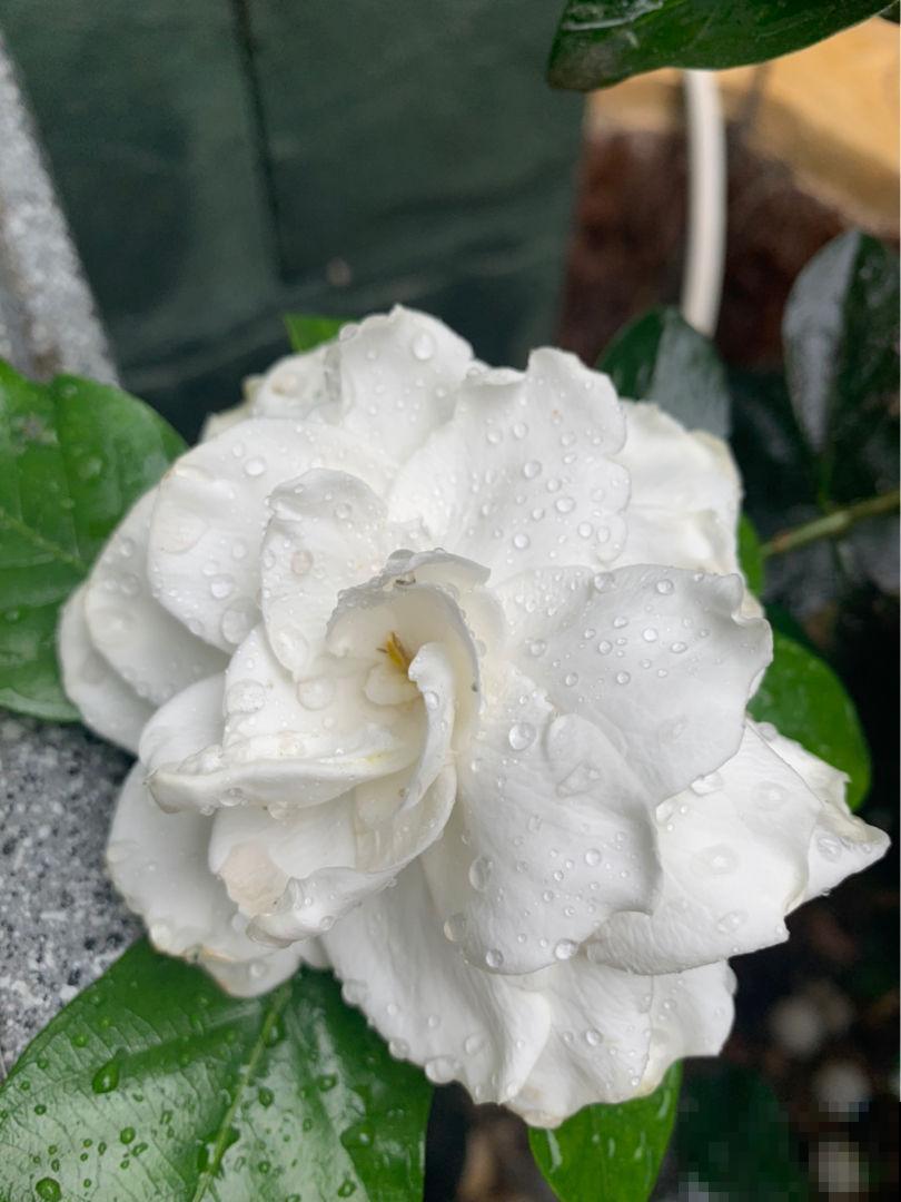 想一年四季有花看, 还是得组合养花,花期才更长 想一年四季有花看, 还是得组合养花,花期才更长