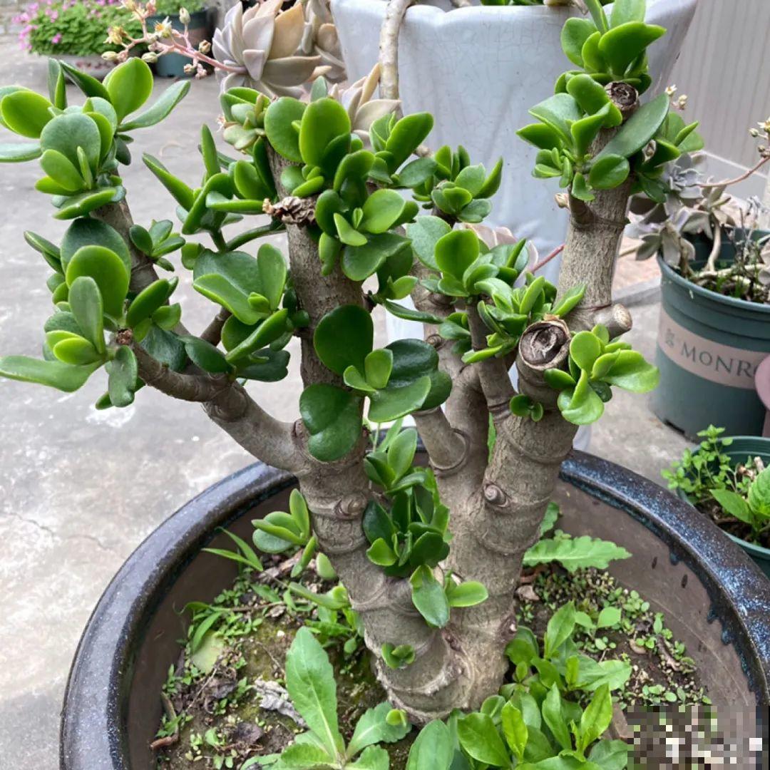 7种花要赶紧砍头,一头变多头,长得是真旺 7种花要赶紧砍头,一头变多头,长得是真旺