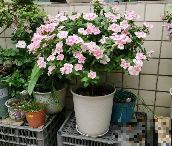 5年的马齿苋，长成“一棵小树”，真头一回见