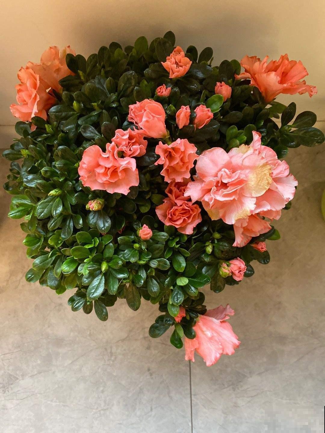 杜鹃和杜鹃花没有什么关系，这名字撞的，有点离谱！