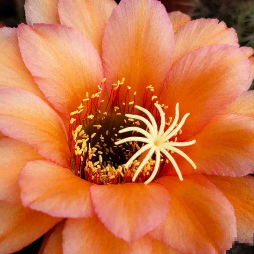 20种花不用买，开完花等20天，爆出好多种子！