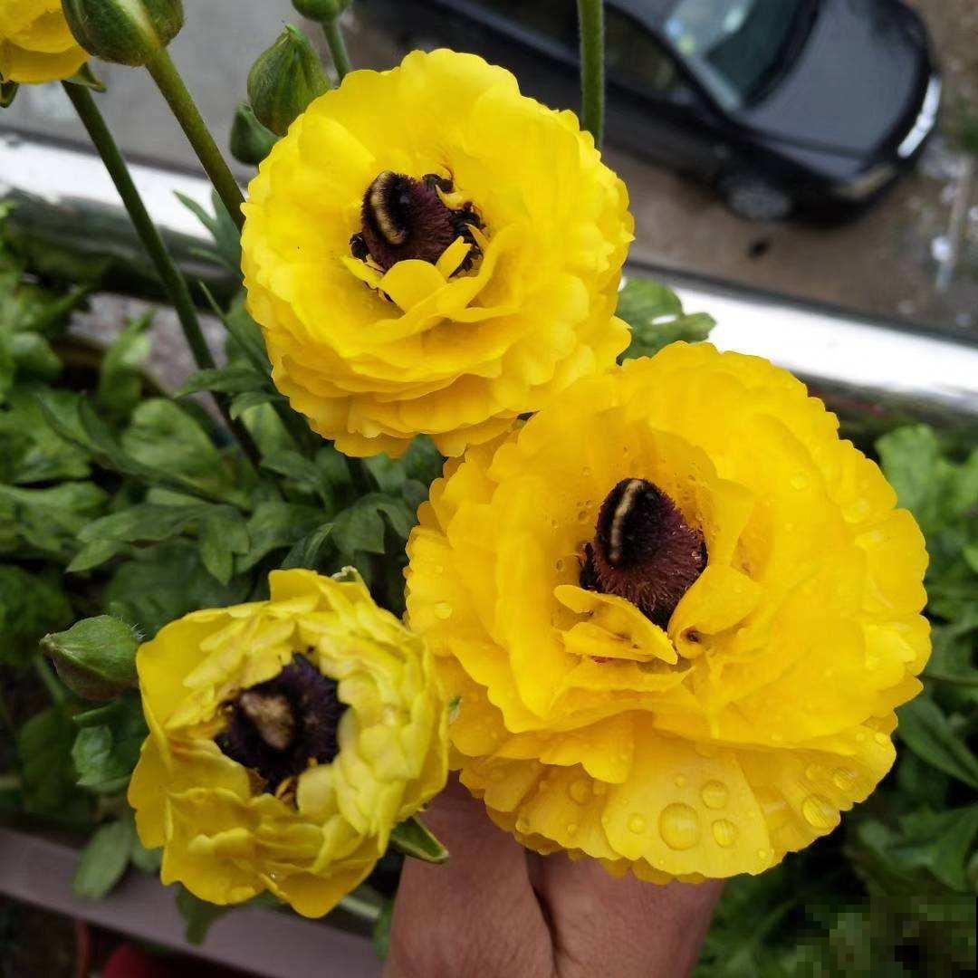 一种花被称作“小牡丹”,叶子像芹菜,4、5月开得正盛 一种花被称作“小牡丹”,叶子像芹菜,4、5月开得正盛