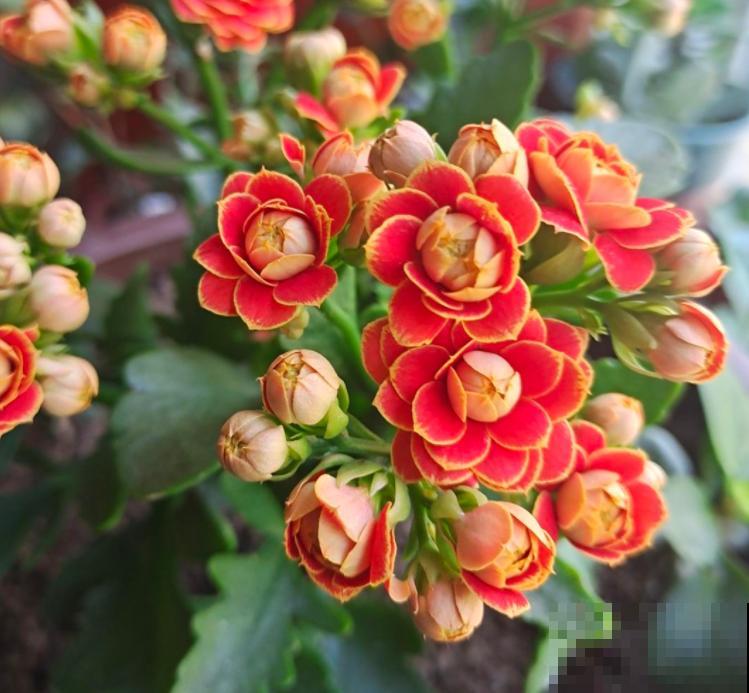 12种植物代表12个月,你出生在几月,你的幸运花就是它 12种植物代表12个月,你出生在几月,你的幸运花就是它