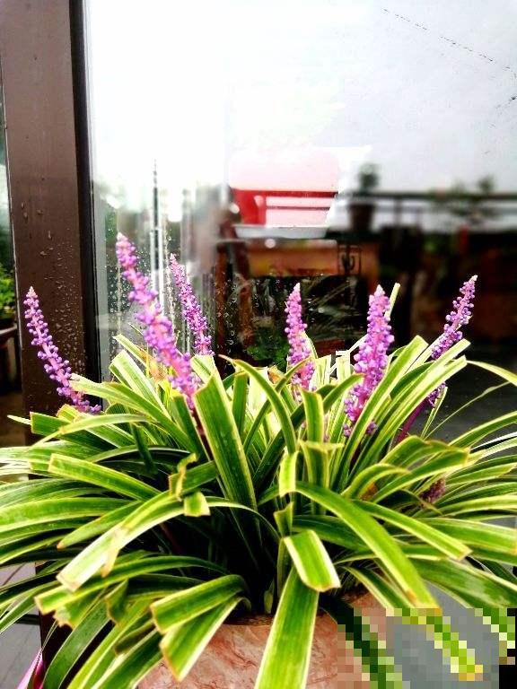 路边常见的野花,叶子像兰花,开粉色小花特可爱 路边常见的野花,叶子像兰花,开粉色小花特可爱