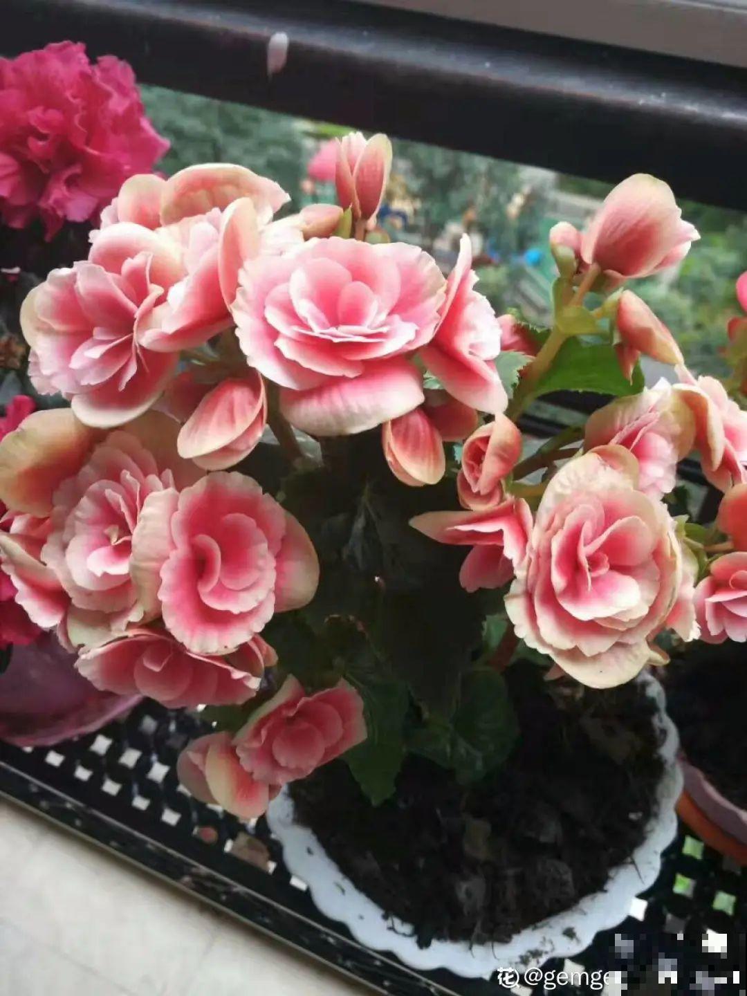 天热了,8种花要休眠,要少浇水 天热了,8种花要休眠,要少浇水