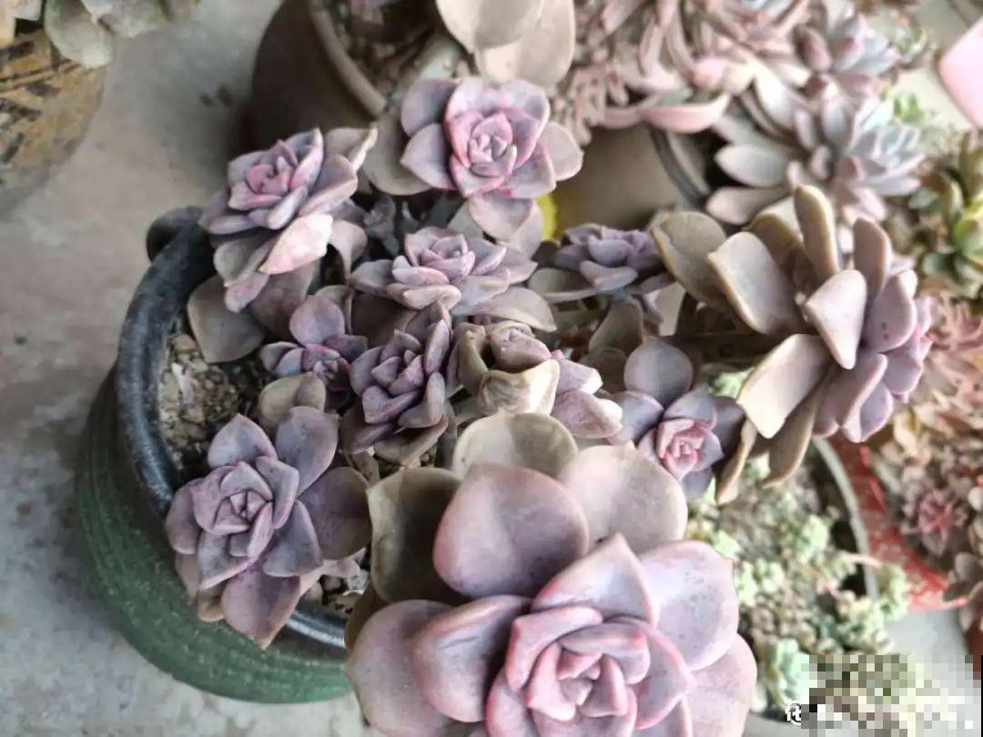 刚开始养多肉很嫌弃，后来越养越爱，打脸实录