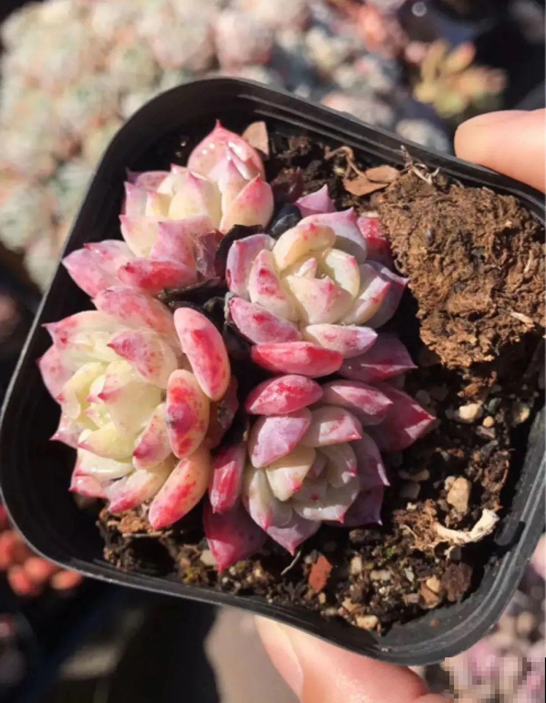 室内养多肉,也能养出水晶果冻色,任谁看到都说好 室内养多肉,也能养出水晶果冻色,任谁看到都说好