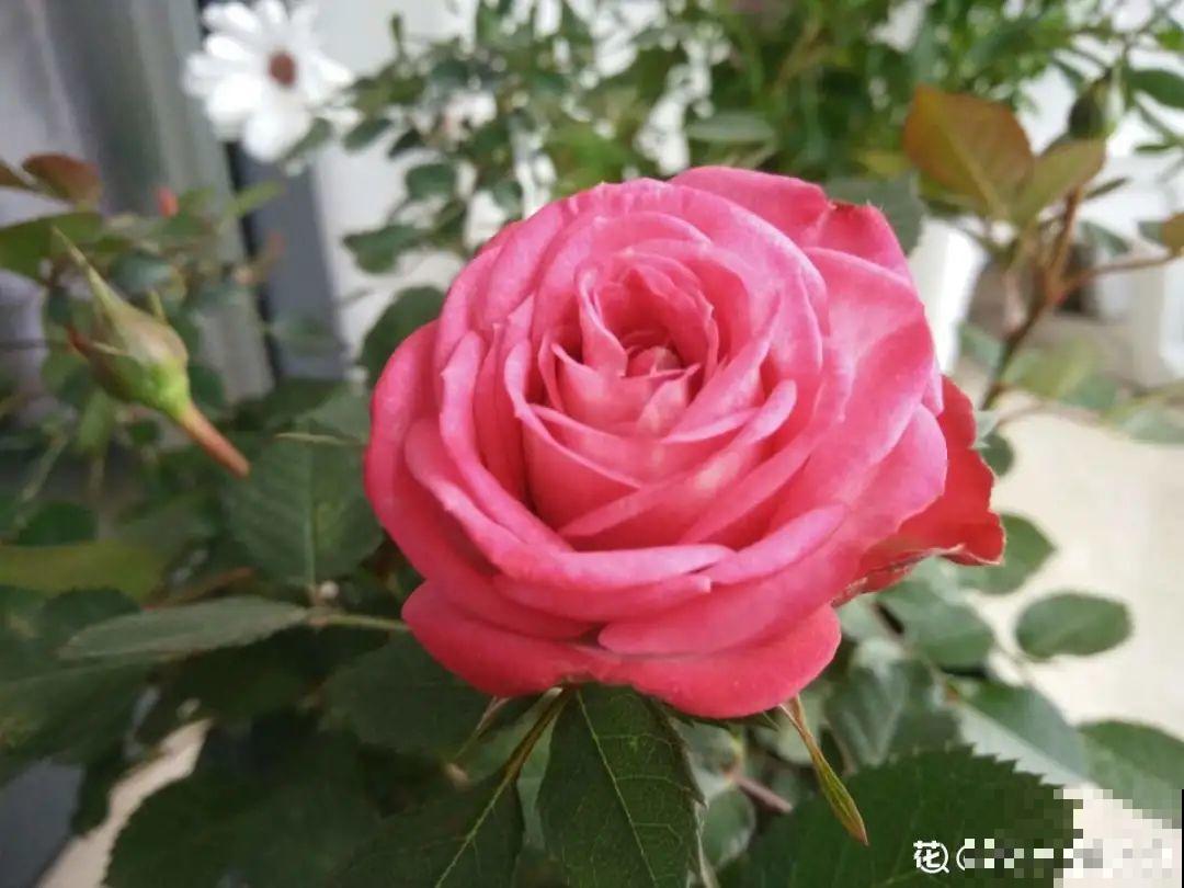 月季现在赶紧施肥，不然越长越差，上肥后月月开花