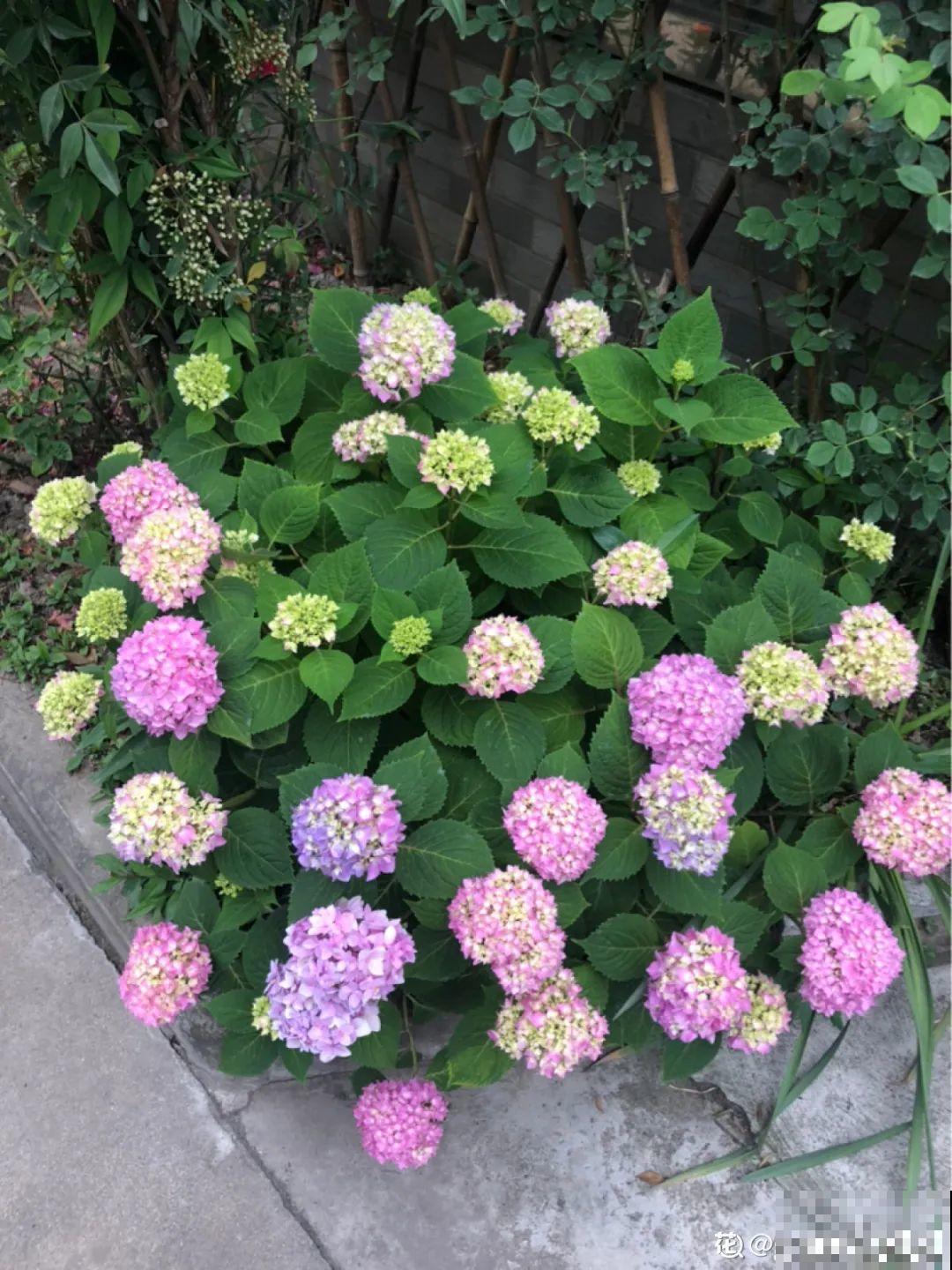 夏天怕晒的花，赶紧搬到阴凉地儿，再晒成枯杆了