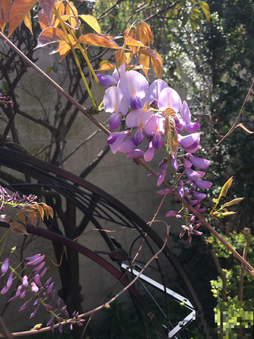 耐盐碱的紫藤花，春天开花又多又香，还有满满的回忆