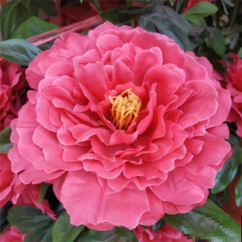 要想繁殖这3种花,不建议买种子,种出来也不是想要的样子 要想繁殖这3种花,不建议买种子,种出来也不是想要的样子