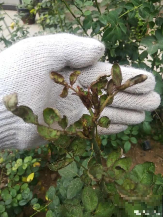 月季现在赶紧施肥，不然越长越差，上肥后月月开花