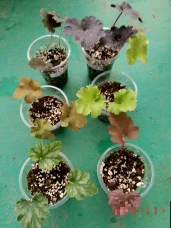 12种花真是太能生，叶子沾土就生根，实在太好活