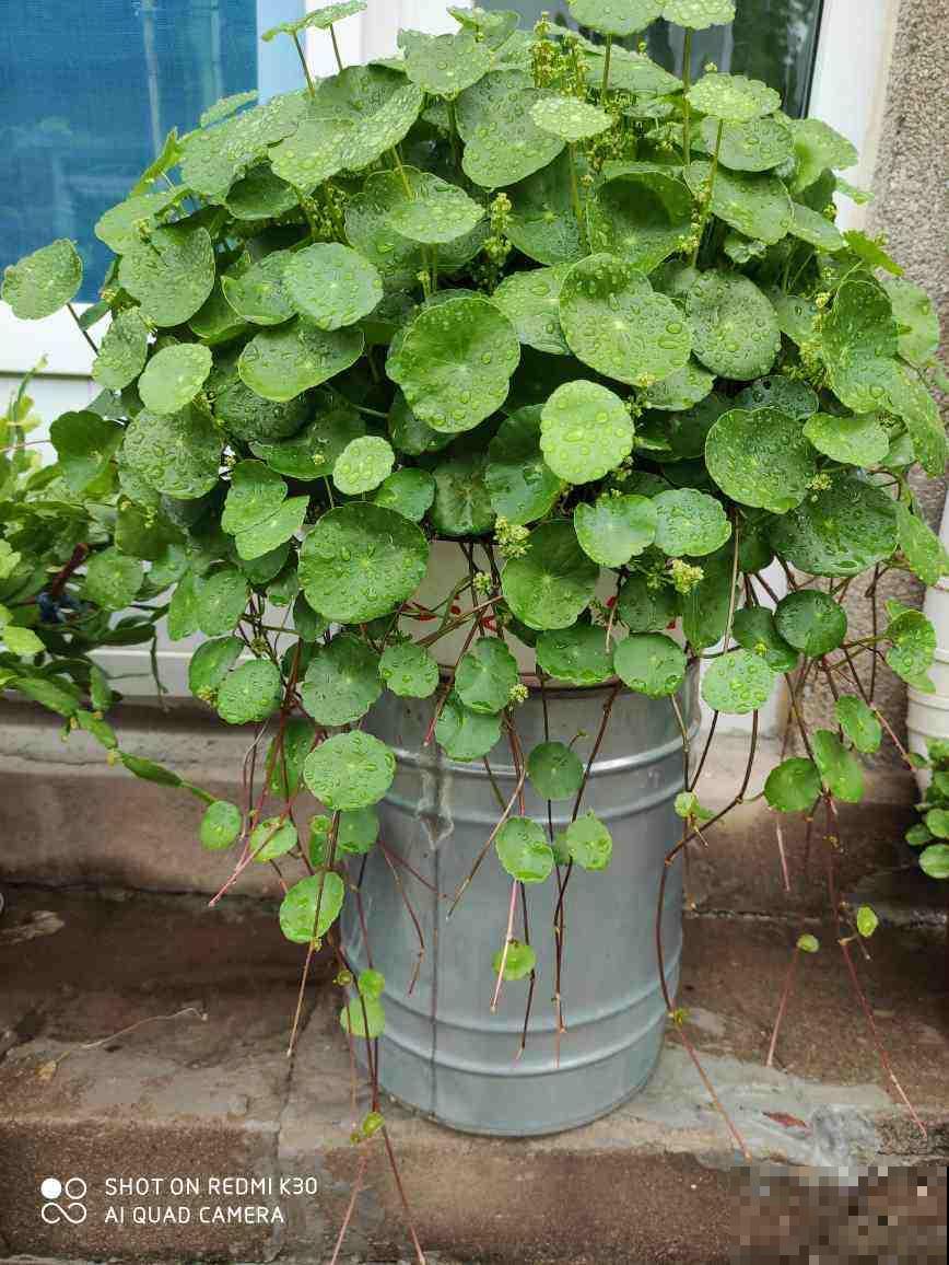 铜钱草剪一刀，懒腰剪秃，一周小芽就密密麻麻