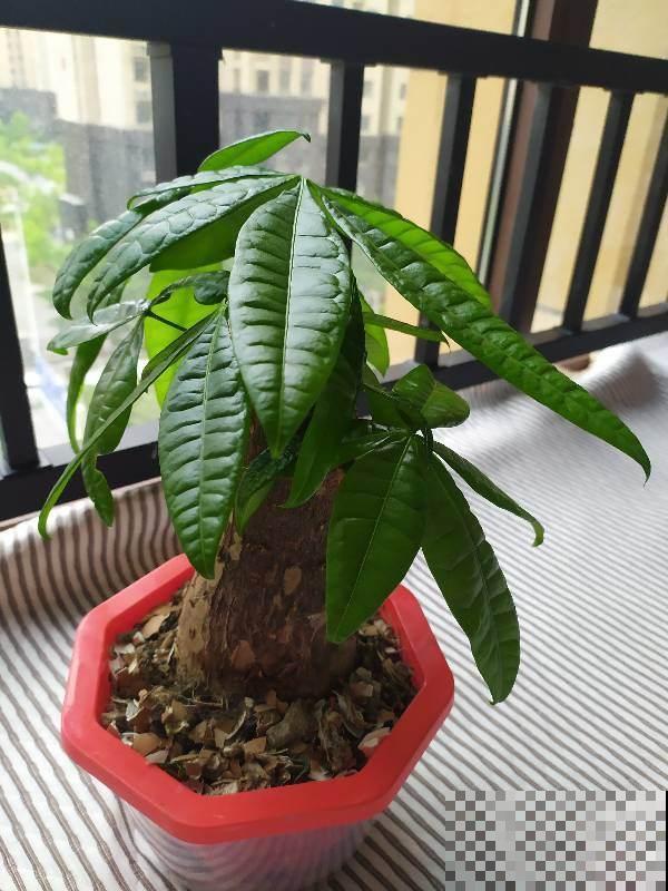 发财树总是掉叶子?那是你的方法出岔子了,现在教你怎么做! 发财树总是掉叶子?那是你的方法出岔子了,现在教你怎么做!