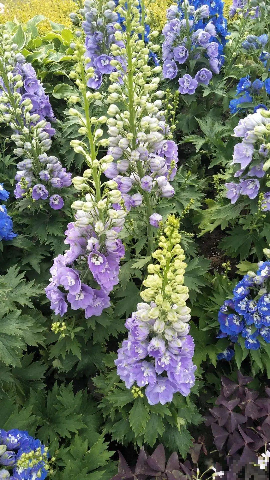 今年流行的小众植物，美而不俗，气质一绝