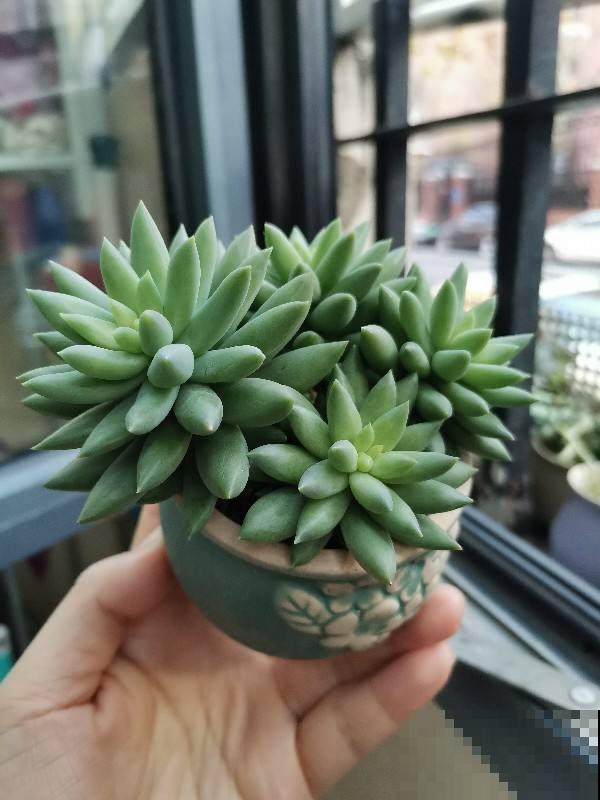 车里养盆小绿植，异味被吸走，观赏效果超好