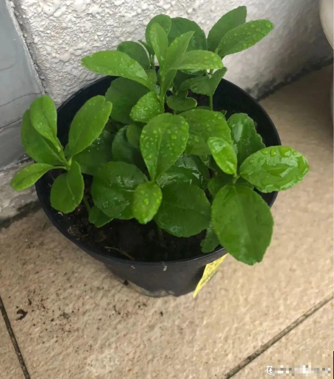 玉米棒子插水里，比绿植长得快，长成清新小盆栽