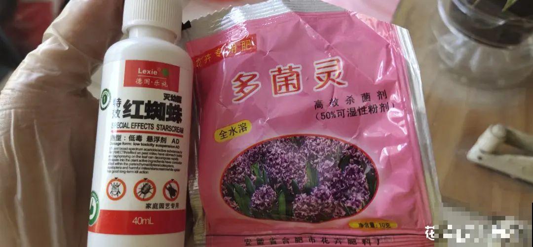 养多肉不用买花盆,只需一些水泥,自己就能DIY做花盆 养多肉不用买花盆,只需一些水泥,自己就能DIY做花盆