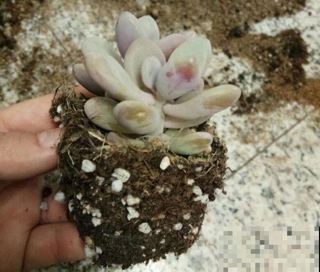 养花时的“行话”，你知道几个？