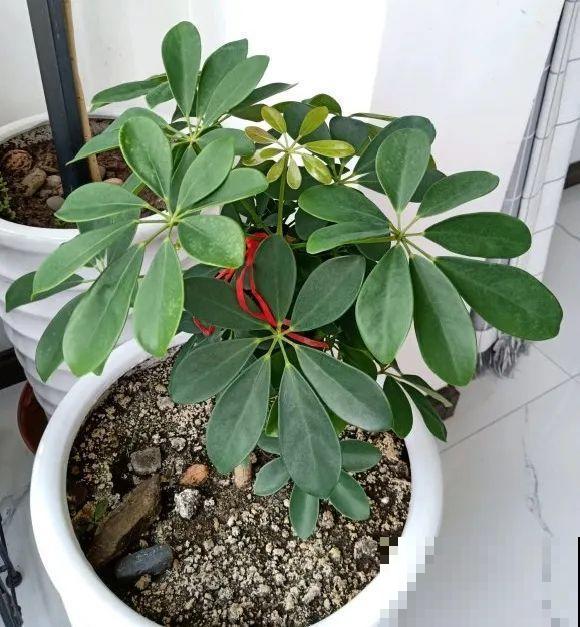 7种花要赶紧砍头,一头变多头,长得是真旺 7种花要赶紧砍头,一头变多头,长得是真旺